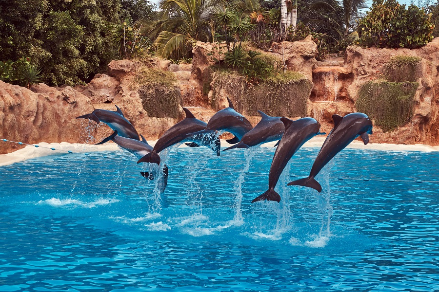 Dolphin Cove Where Nature's Beauty Meets Adventure and Serenity